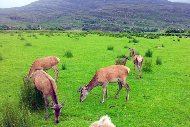 2 Days on the Loch Ness Canal of Caledonia and the Highlands - Glencoe National Nature Reserve: Three Sisters and film-famous valleys