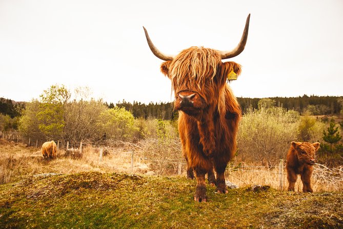 5-Day Orkney & Northern Coast Tour from Edinburgh Incl Admissions - Price and value: what you’re paying for (and why it can work)