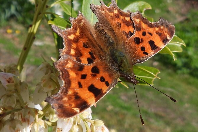 Discovery Wildlife Safari - Wildlife spotting tools that actually help you learn