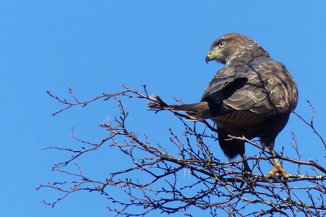 Discovery Wildlife Safari - Loch Lomond and the Trossachs: remote driving that changes the odds