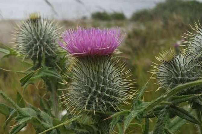 Edinburgh City Centre and St Andrews Private Driving Day Tour - Key points I’d plan around