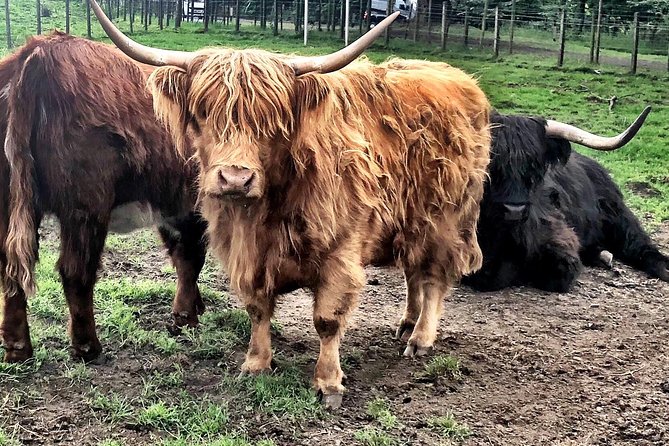 Edinburgh City Centre Private and Personal Full Day Driving Tour - South Queensferry and the Forth Bridges: the view you’ll remember