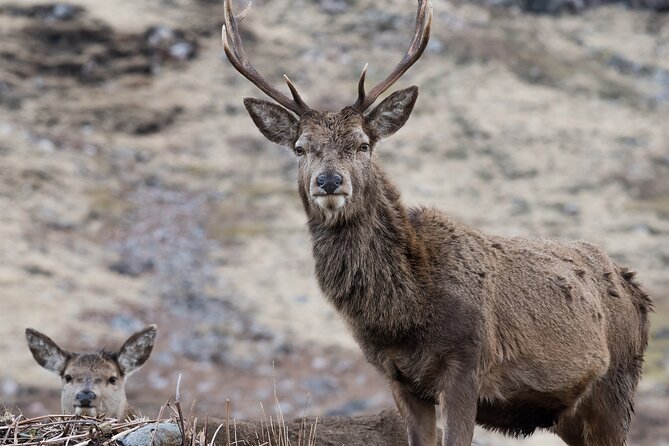 Edinburgh: Glenfinnan Viaduct, Glencoe & Fort William - Callander: comfort break, snacks, and Highland cow odds
