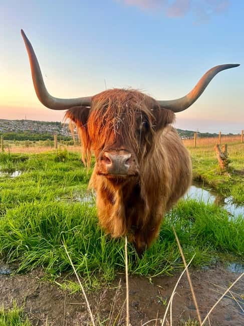 Edinburgh: Highland Cow, Blackness Castle, and Cake Tour - Key highlights to look for