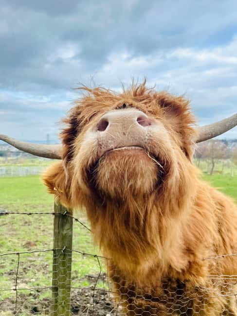 Edinburgh: Highland Cow, Blackness Castle, and Cake Tour - From Edinburgh to Blackness Castle: the drive that sets the mood