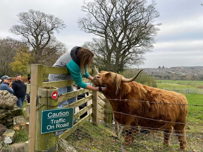 Edinburgh: Highland Cow, Blackness Castle, and Cake Tour - Highland cow farm time: three tame coos and a half-mile field walk