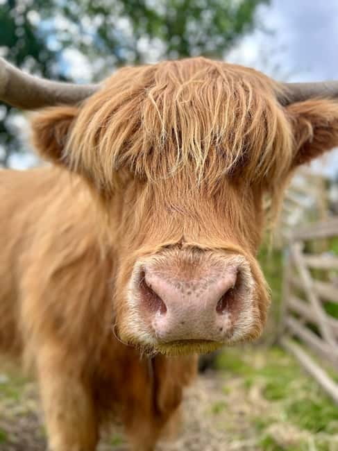 Edinburgh: Highland Cow, Blackness Castle, and Cake Tour - Who this tour is best for