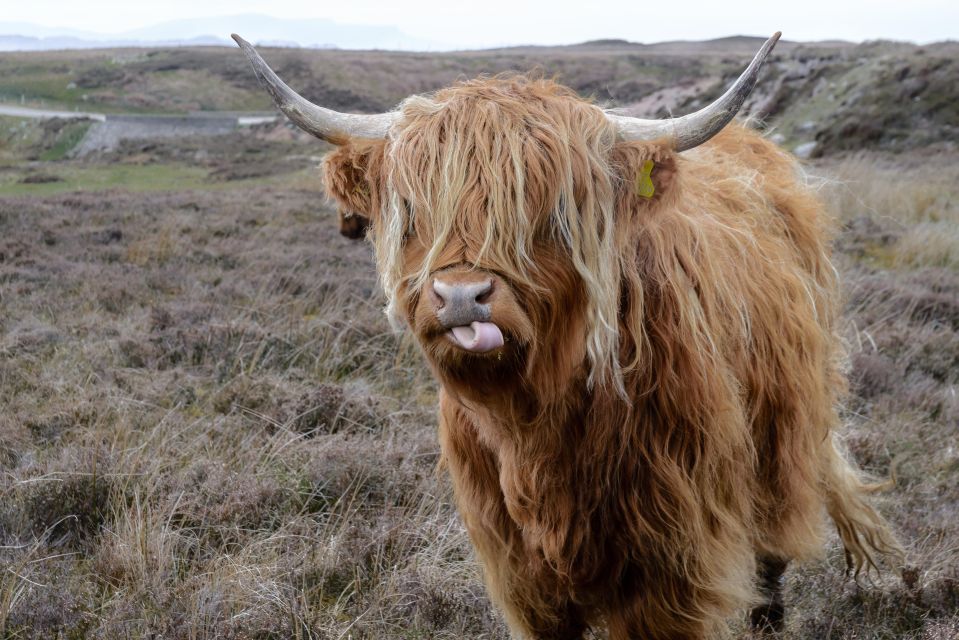 Edinburgh: Hill & Nature Hike With a Local - Pentland Hills: the Scottish Highlands mood, close to Edinburgh