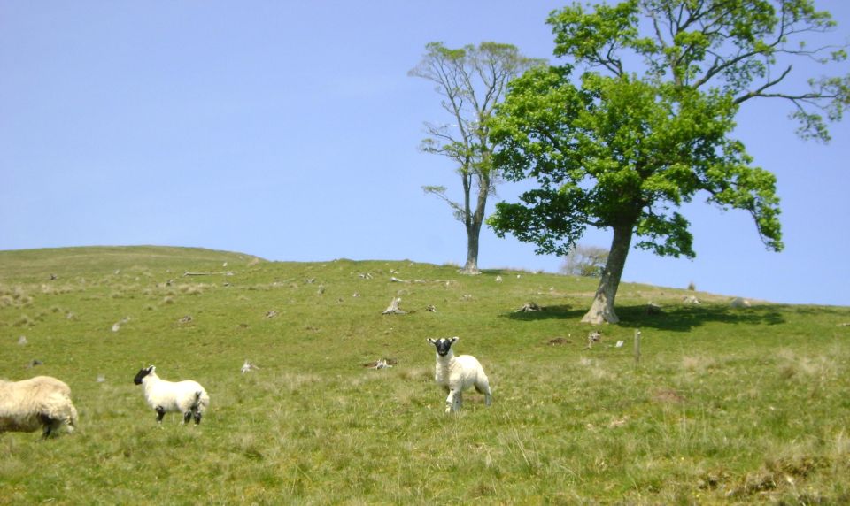 Edinburgh: Hill & Nature Hike With a Local - The wildlife and lochs factor: exciting, but keep expectations flexible