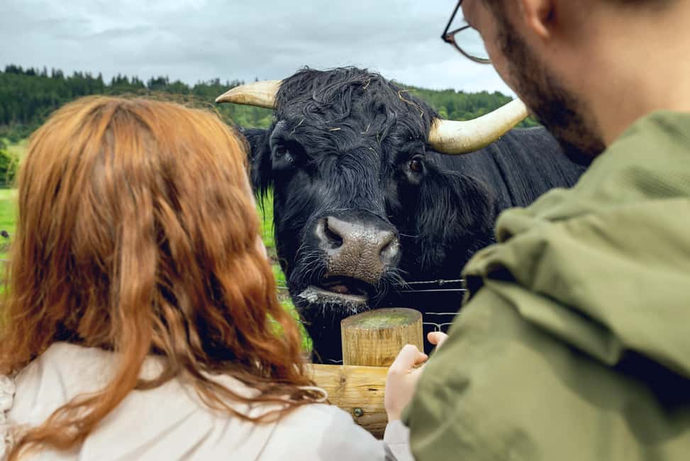 Edinburgh to Scottish Highlands: Whisky, Views & Hairy Coos - From 1759 Regent Rd to the Kelpies and Stirling views