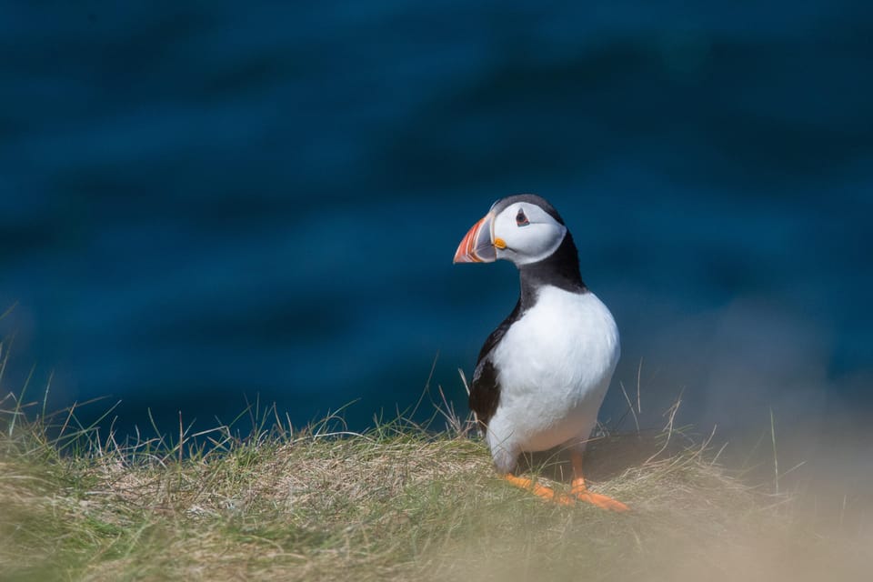 From Aberdeen: North East Coastal Trail Small-Group Tour - Why this Aberdeen coastal tour feels efficient (without rushing you)