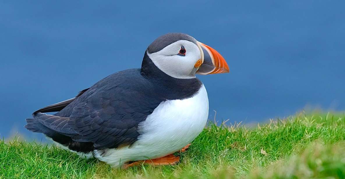 From Edinburgh: 6-Day Shetland & Nothernmost Explorer - Key highlights that make this Shetland trip worth it