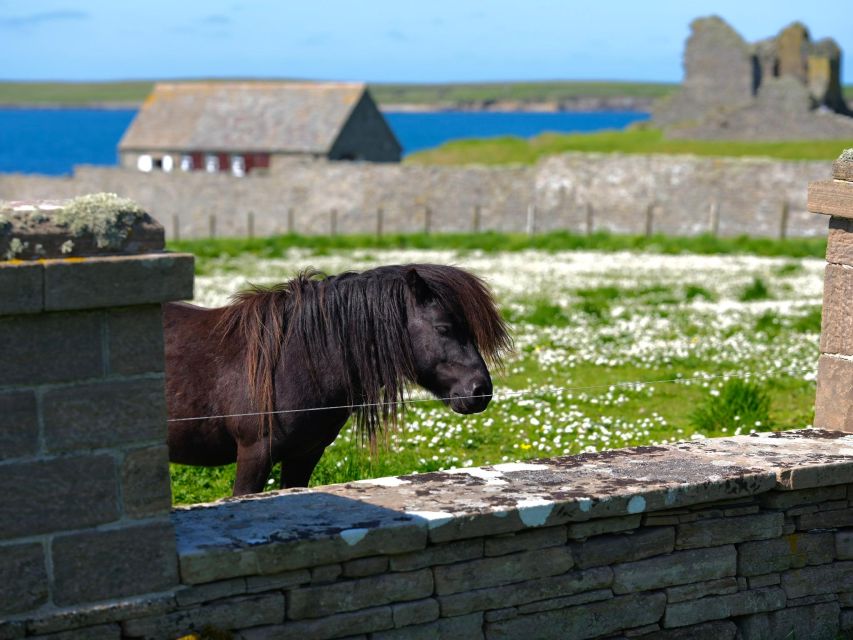 From Edinburgh: 6-Day Shetland & Nothernmost Explorer - Unst and the northernmost point: Muckle Flugga, puffins, and Viking longhouses
