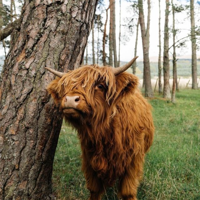 From Edinburgh: The Kelpies, Glencoe & Loch Lomond Day Tour - Lunch in Glencoe: plan for a little randomness