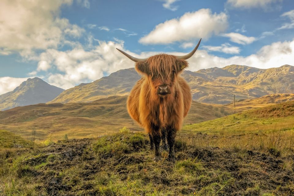 From Glasgow: Loch Lomond, Trossachs & Stirling Castle Tour - Aberfoyle Lunch in the Trossachs: Where the Day Starts to Feel Scenic