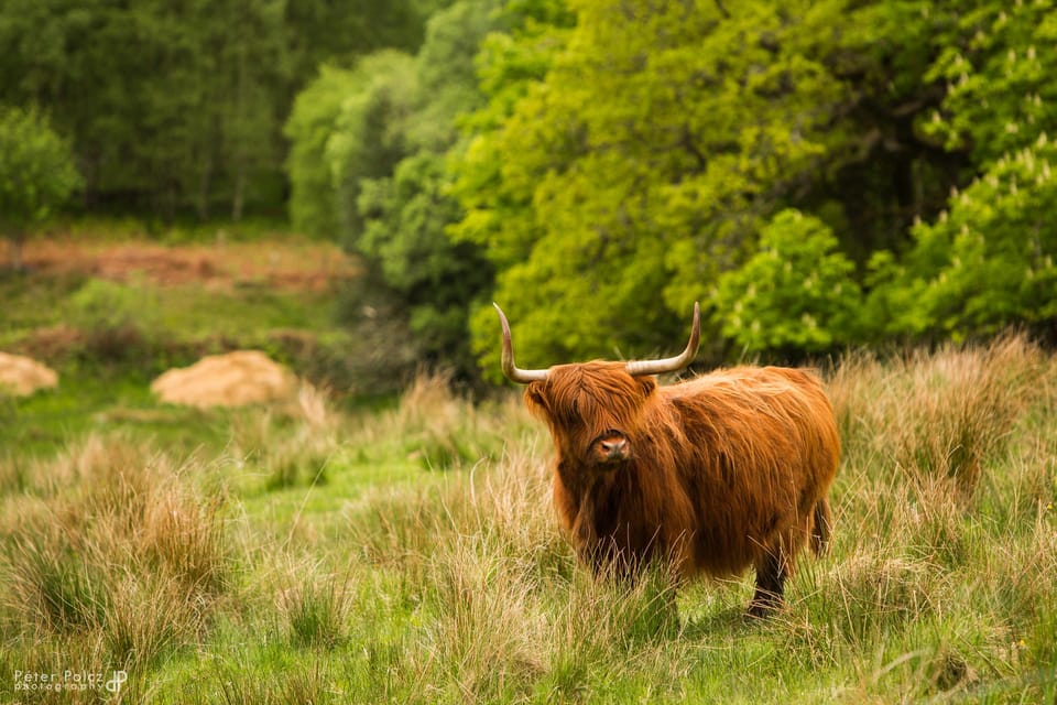 Glasgow: Loch Ness, Glen Coe, Hairy Coos & The Highlands - Key Things That Make This Highlands Day Trip Worth It