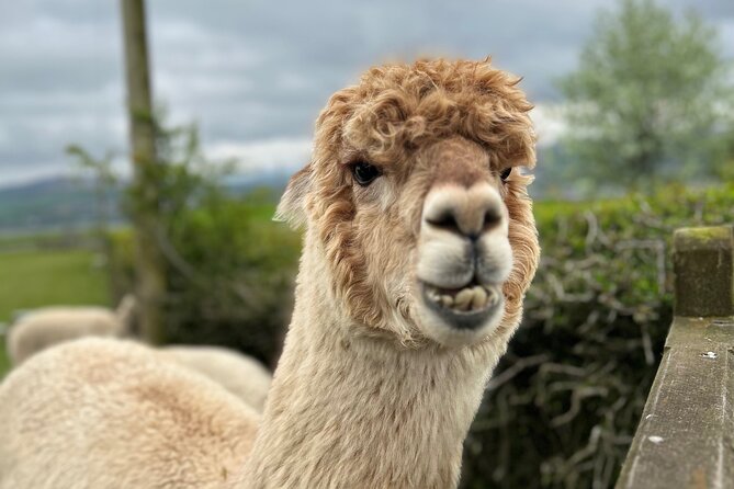 Highland Cows, Walk Alpacas & Scottish Wildlife Centre from Edin. - Key highlights at a glance