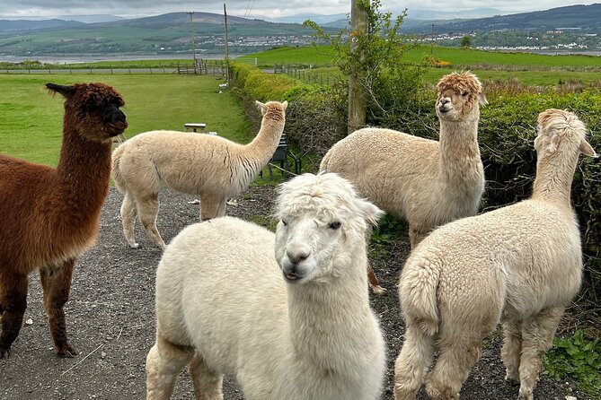 Highland Cows, Walk Alpacas & Scottish Wildlife Centre from Edin. - Nith Valley Alpacas: 1-hour forest walk in all weather