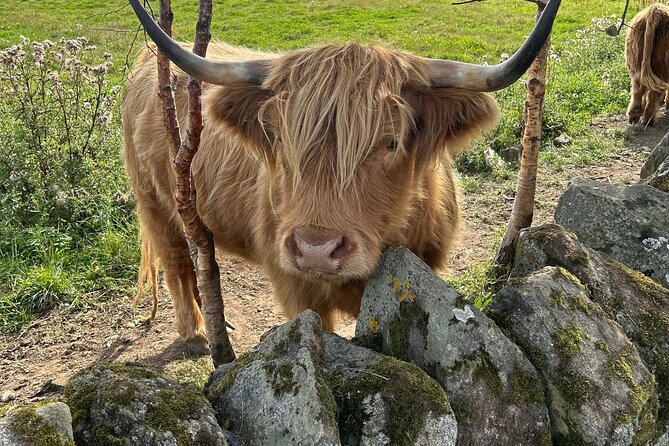 Highland Cows, Walk Alpacas & Scottish Wildlife Centre from Edin. - Scottish Deer Centre: 2 hours with wolves, bears, and that shy Haggis