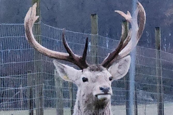 Highland Cows, Walk Alpacas & Scottish Wildlife Centre from Edin. - Guides and the human touch that keeps the day smooth