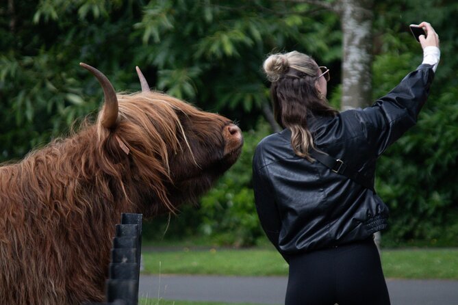 Highlands Cows Glencoe and Castles Private Tour from Edinburgh - Highlights You’ll Actually Feel During the Day