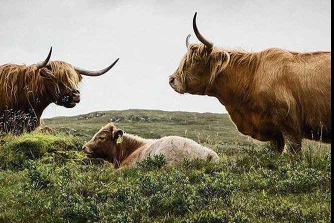 Highlands + Glencoe + Loch Ness Private Tour - Key highlights worth planning for