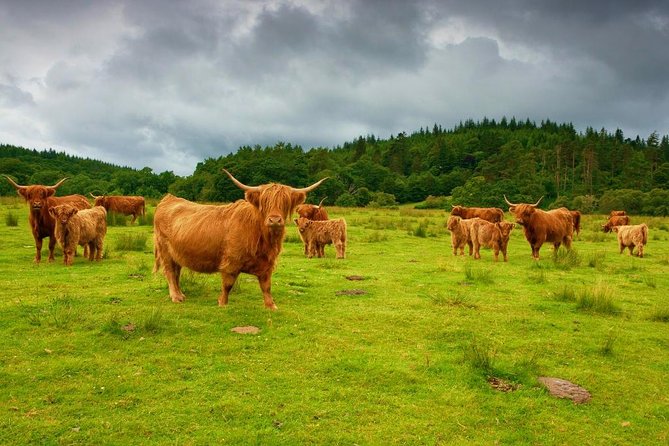 Highlights of Scotland Custom Private Tour from Edinburgh - Loch Katrine: classic Trossachs scenery and a steamship option