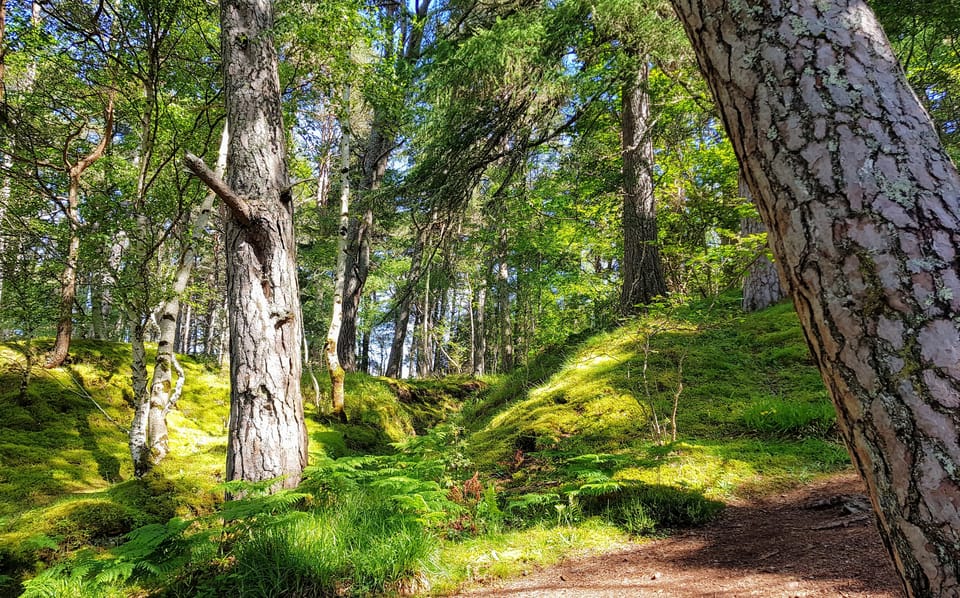 Inverness: Private Secret Hike to the Shores of Loch Ness - Hidden roads, wildlife chances, and Dores Beach perspectives
