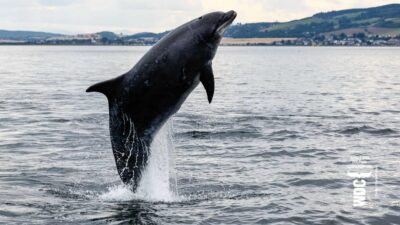 Inverness: Wildlife Watching Cruise to Chanonry Point - Meeting At Inverness Marina: Where You Actually Start