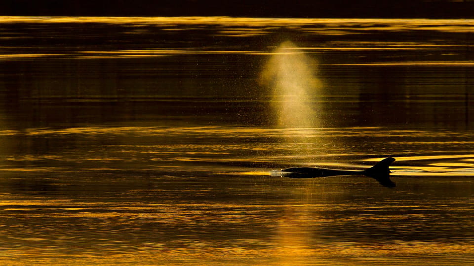 Inverness: Wildlife Watching Cruise to Chanonry Point - Comfort Details That Matter More Than You’d Think