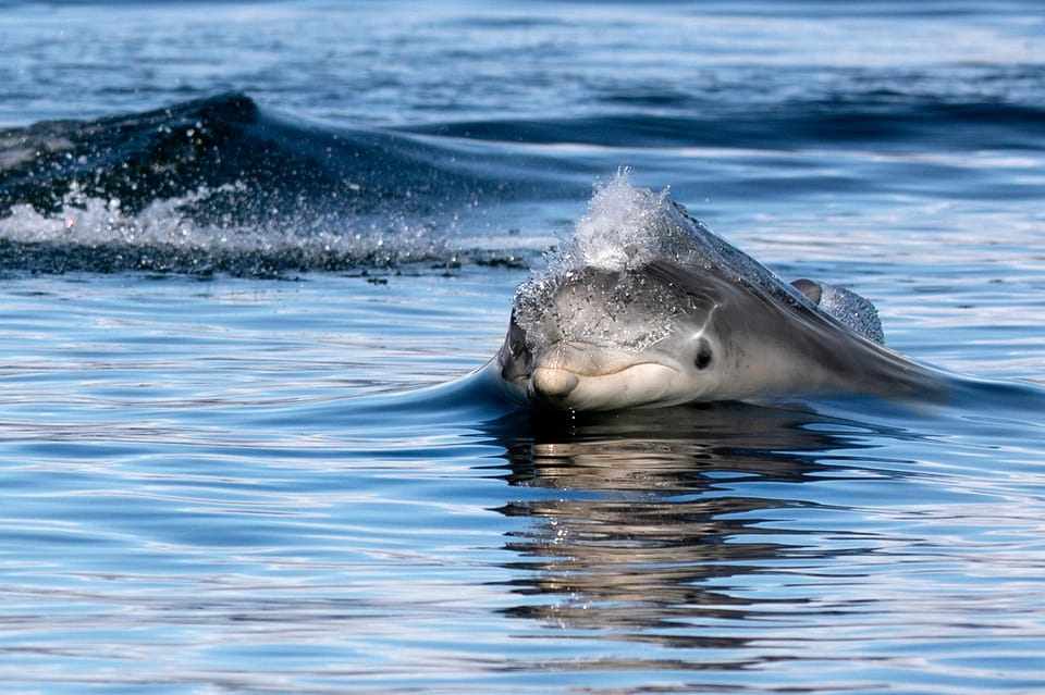 Inverness: Wildlife Watching Cruise to Chanonry Point - What You Can Expect From the Itinerary Timing