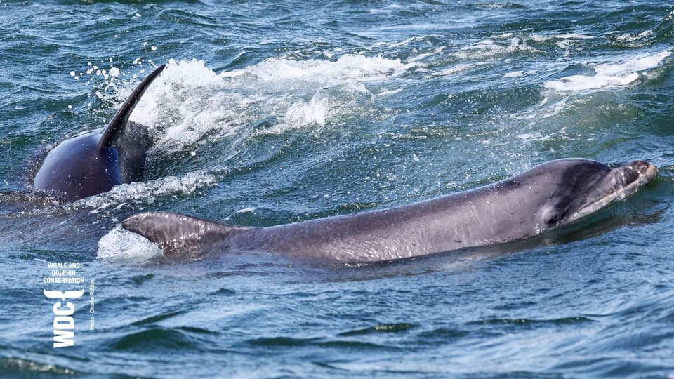 Inverness: Wildlife Watching Cruise to Chanonry Point - Price And Value: Is $47 Reasonable?