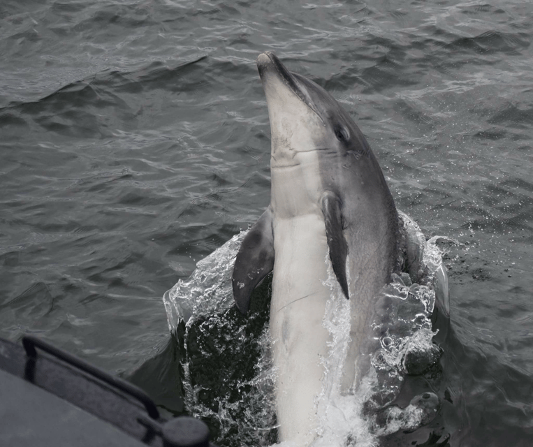 Inverness: Wildlife Watching Cruise to Chanonry Point - Wildlife Watching Reality Check: Tips That Help Your Odds