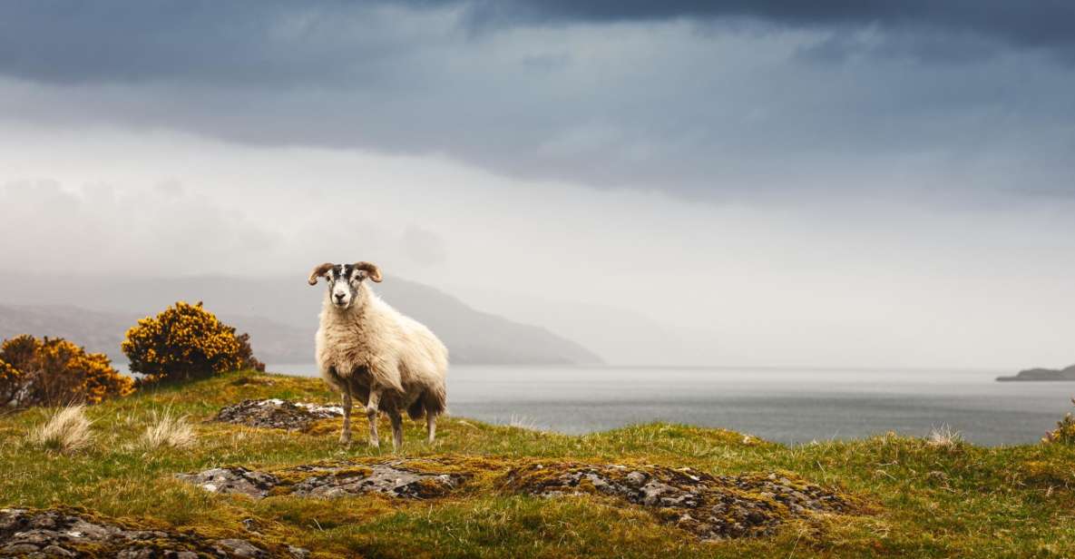 Isle of Mull and Iona 3-Day Small-Group Tour from Glasgow - Tobermory at Night: Seafood First, Then Slow Walking