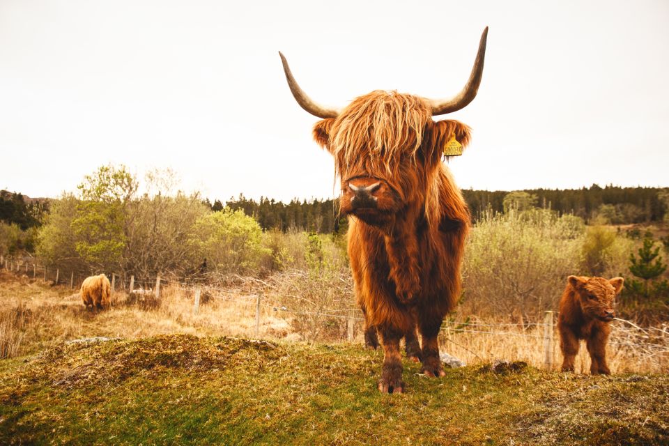 Isle of Skye and the Highlands 5-Day Tour from Edinburgh - Staying in B&Bs: comfy rooms, short distances, and the stairs reality