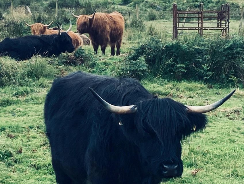 Oban: Isle of Mull and Iona Tour - Who should book this Oban tour—and who should skip it