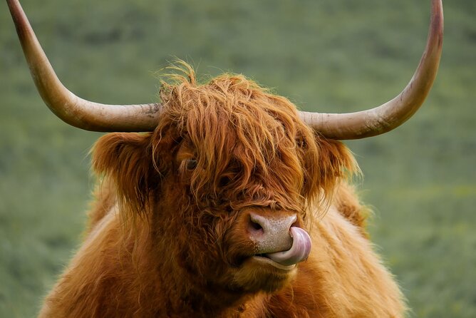 Private Luxury Mini Highlands Tour From Edinburgh - Braveheart - Meeting the Highland cows at Kilmahog (free admission, and you can feed them)