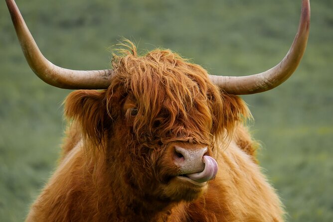 Private Luxury Tour of Loch Lomond, Glencoe & The Highlands - Price and value: what you’re really paying for