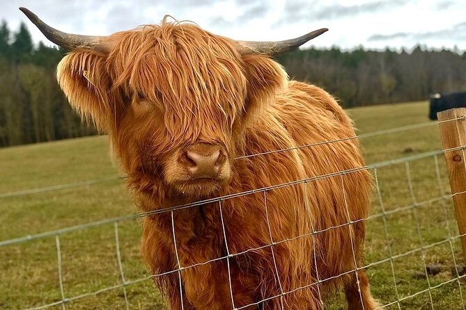 Scone Palace, Nature, Pitlochry, Whisky Experience from Edinburgh - 5) Pitlochry’s small-town pace and the Highland Coos moment