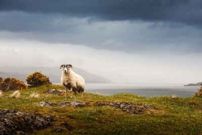 Scotland: West Highlands, Mull and Iona 4-Day Tour - Iona Abbey, Celtic crosses, and time for beaches