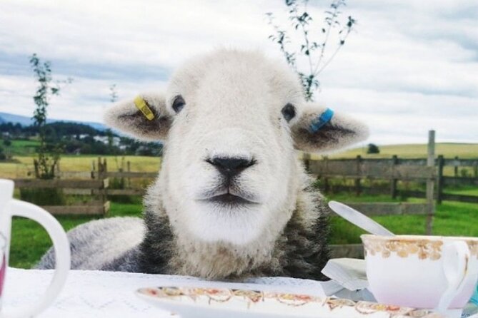 Tea with Naughty Sheep - What you’ll actually eat: traditional afternoon tea with flexible diets