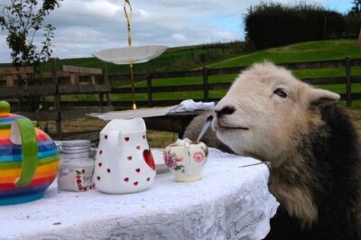 Tea with Naughty Sheep - The 1 hour 45 minutes rhythm: tea first, then sheep time