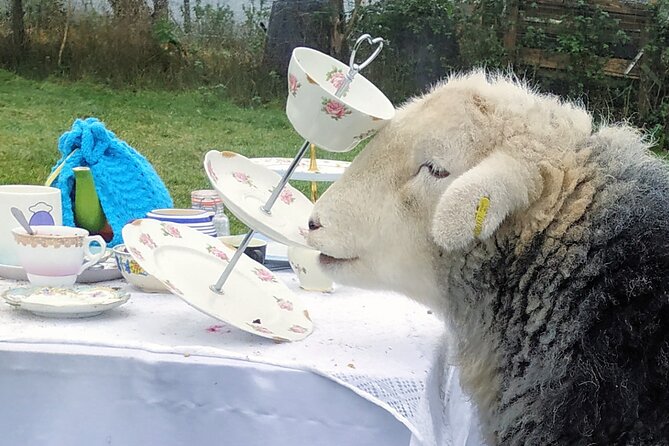 Tea with Naughty Sheep - Getting there without stress: Stirling’s tricky local geography