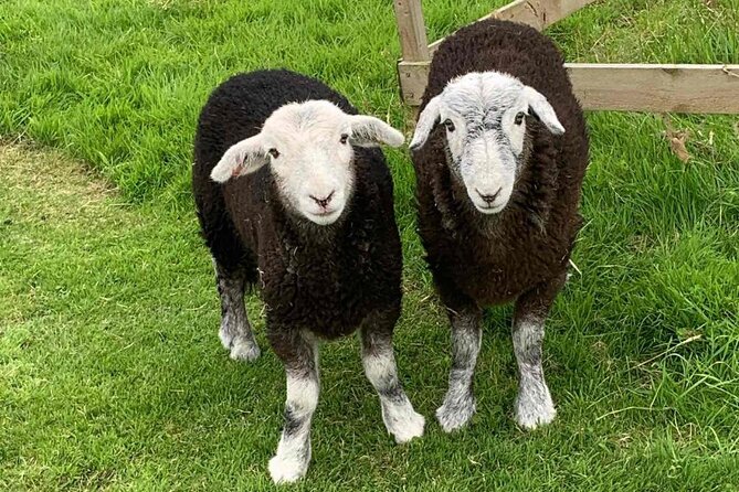 Tea with Naughty Sheep - Clothing and comfort: waterproof outerwear and mud-proof shoes